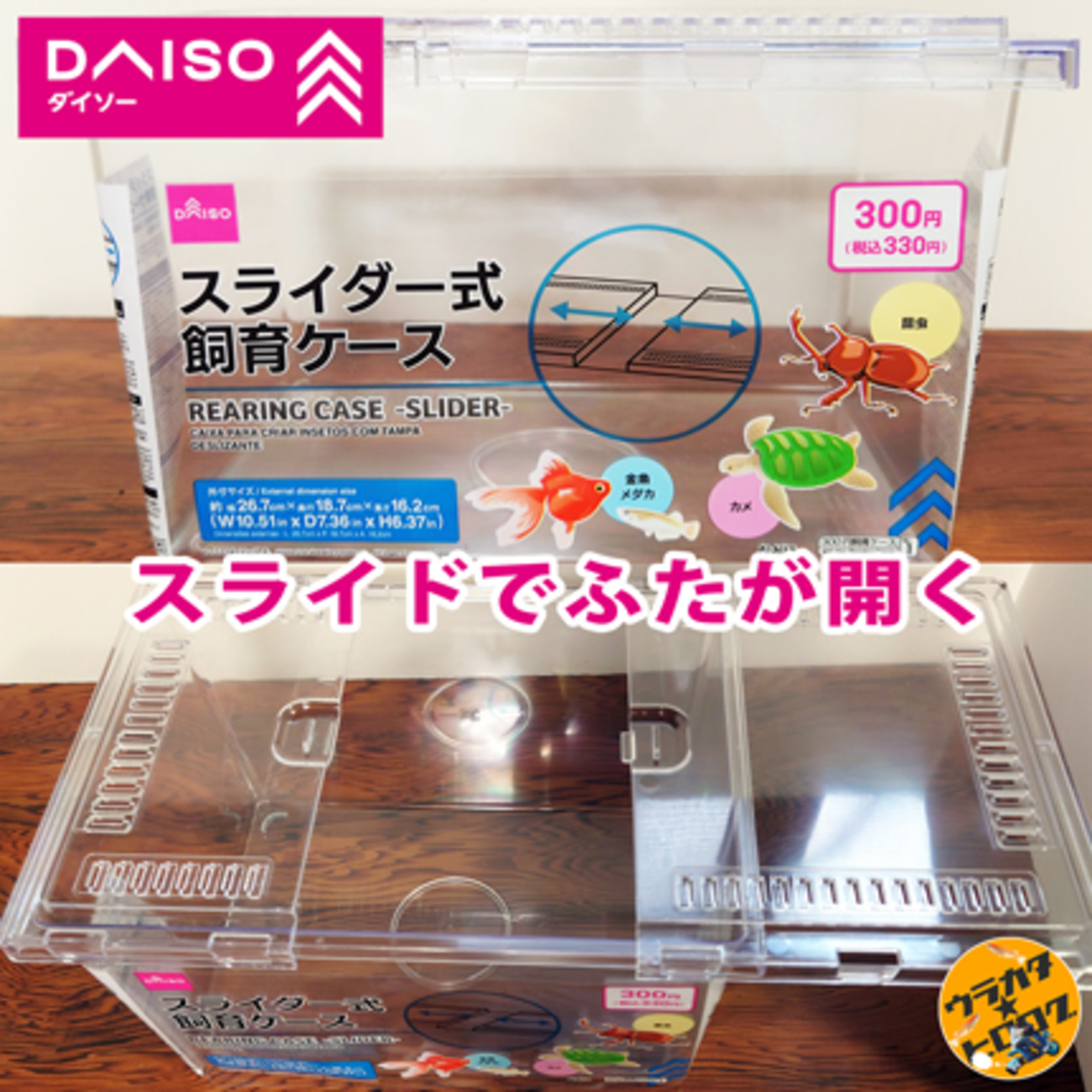 ダイソーのスライダー式飼育ケース 330円 で改良メダカを飼ってみます - urakatahero“B”log