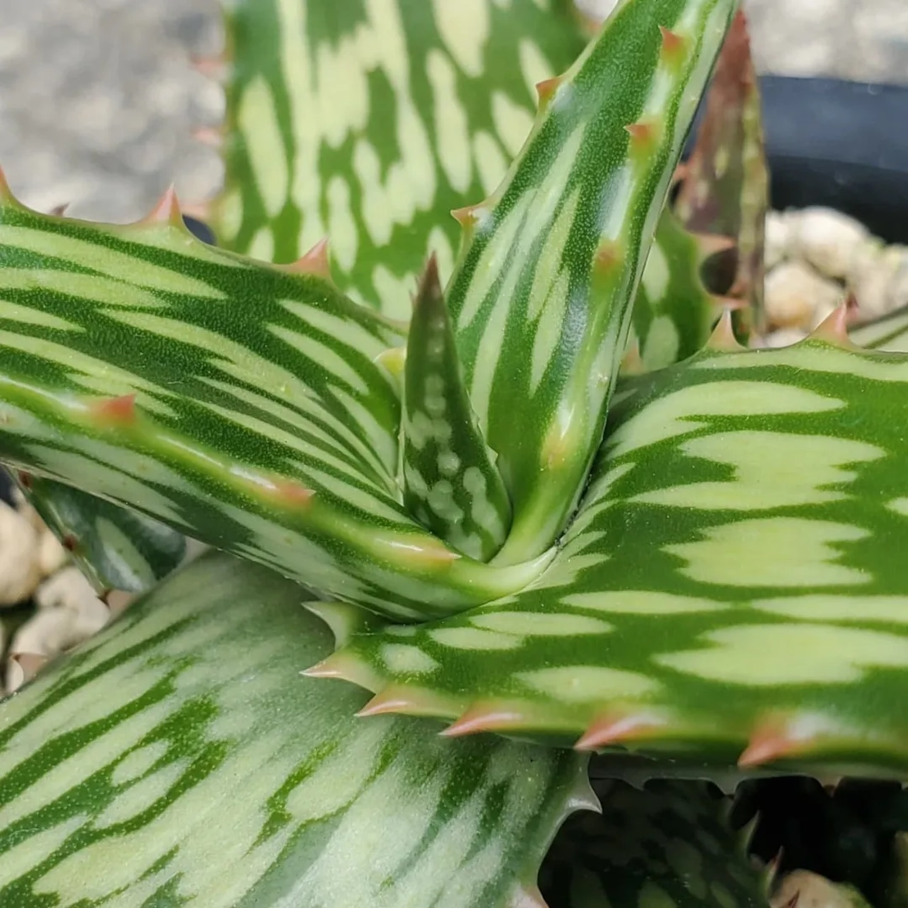 2025年最新 ロウルサンコの人気アイテム - メルカリ