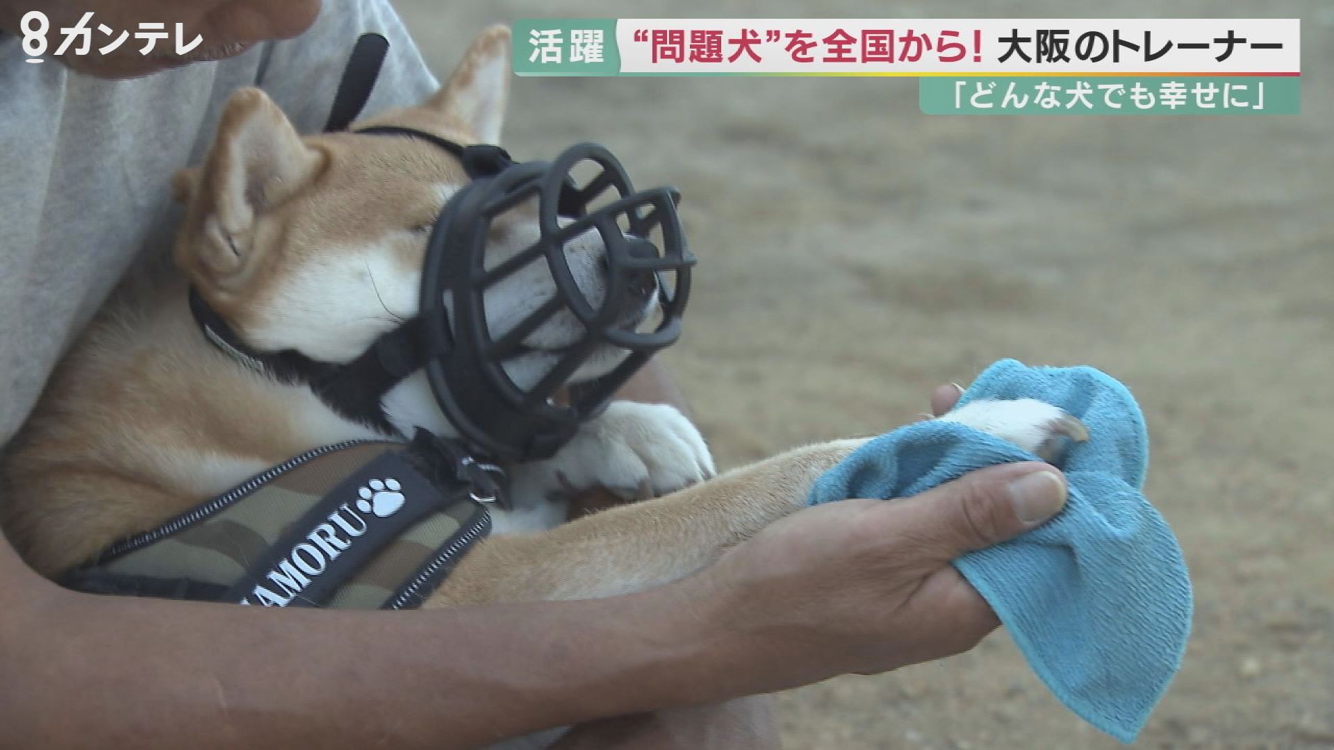 報道ランナー☆ポチパパ紹介松村和子オフィシャルブログ「明日元気にな～れ」Powered by Ameba