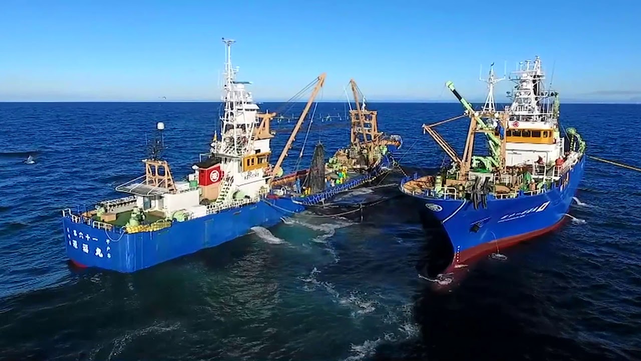 まき網漁業 長崎 まき網漁業のことなら昭徳水産へ