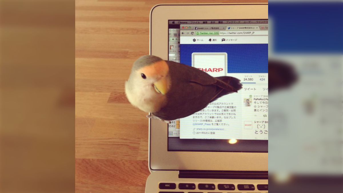 革命戦士・長州力の「革命戦士的ツイッター」についてNEWSポストセブン