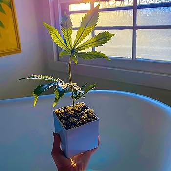 これは大麻ですか？ いいえセイヨウニンジンボクです - ポピーと薄荷とブルーエルフィンのブログ