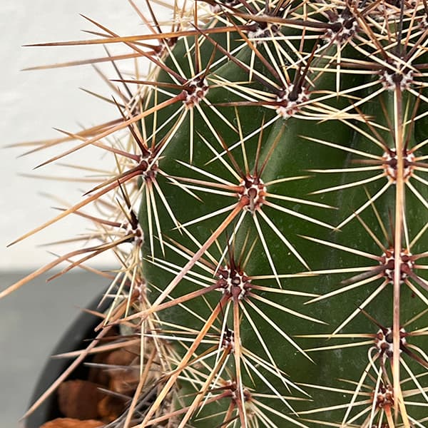 弁慶柱 人工観葉植物柱サボテン 弁慶柱 : 京都フラワーサービス - 通販 - Yahoo!ショッピング