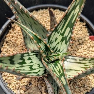 多肉植物 いちご大福錦♡小苗 ロウルサンコ苗福娘錦 – 多肉植物の通販