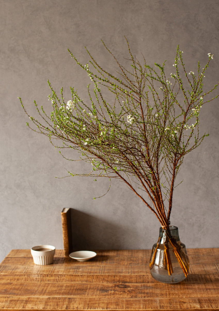 生花 雲竜柳 1M程度 茨城県 ※新芽ありOTHY- 花材通販はなどんやアソシエ