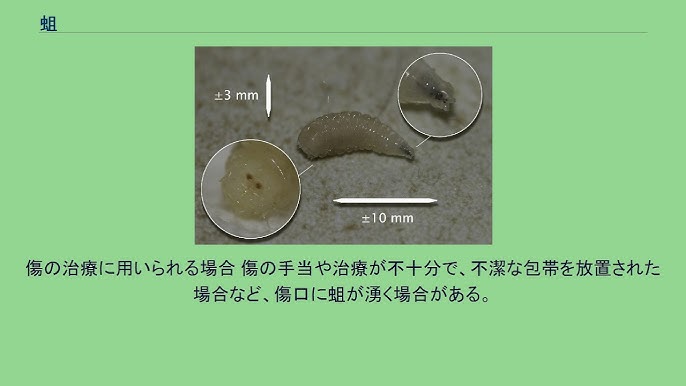 蛆うじuji 은 무슨 뜻인가요?-일본어 사전, 일본어 한국어 사전 Mazii