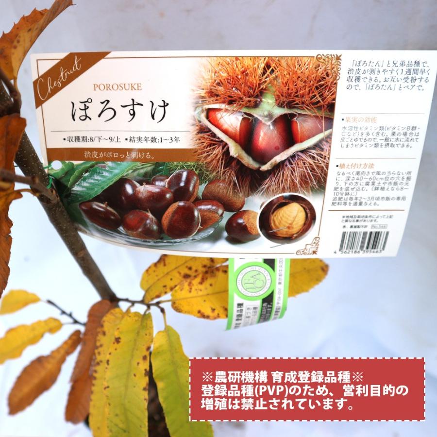 クリみなとの野菜大辞典