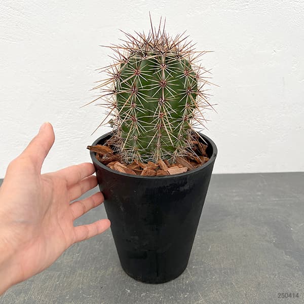 🦍弁慶柱っていう化け物 2024.4.12📷 はい。 完全に弁慶柱に飲まれてる 俺です🦍😶 モンタナ実生で自分を落ち着かせ🙄また飲み込まれ😶 とりあえず今言えるのは細谷造園🏜サイコーと少しの節約生活👛🦍🤣ドライガーデンアガベみかも石サボテン弁慶柱