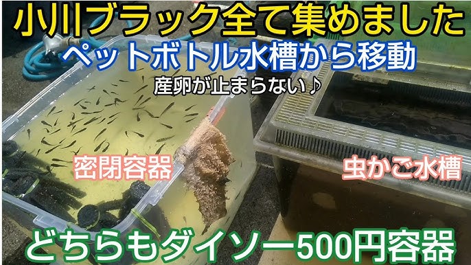 ダイソーで販売している 虫かご・ケース・虫取り網 サイズ・価格の御紹介 - モブの日常