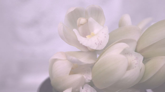 経営者の突然の訃報 現場の対応はどうすればよい？TRINITY LABO