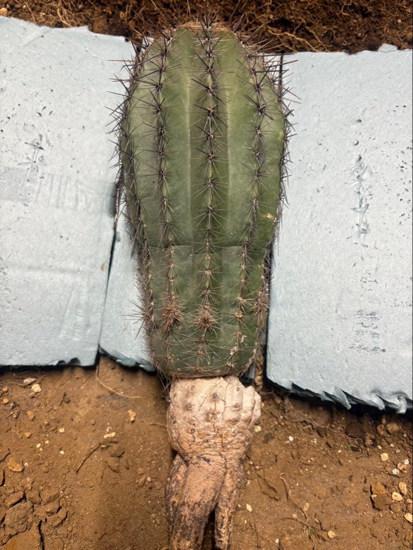 現品 サボテン：カルネギア サボテン 弁慶柱 べんけいちゅう５号 ｂ７