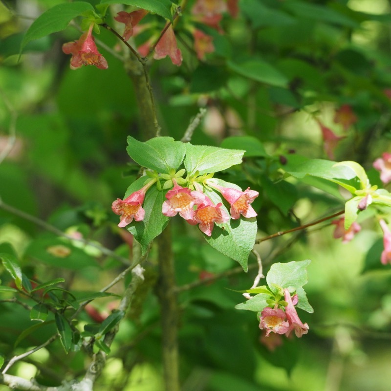 ハルシオンシステム ペニーサック160 MOKKA 160mm 44gシーバスルアー専門店 キングフィッシャー