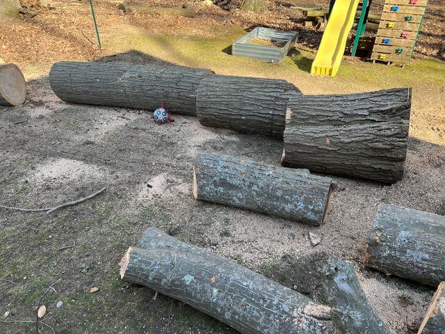 薪にしてはいけない木はある？危険樹種一覧・毒性データ・安全な薪の選び方 – TOKYO CRAFTS