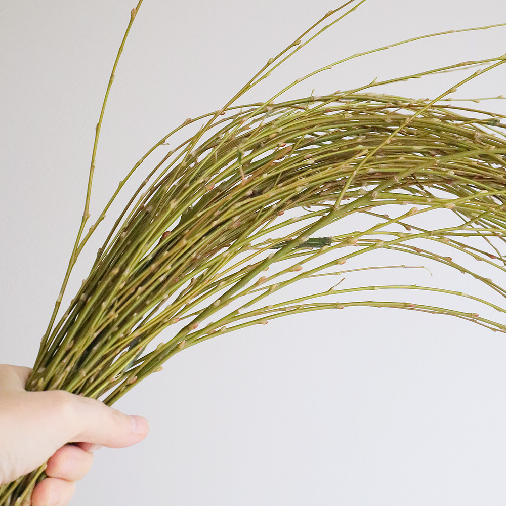 生花 雲竜柳 1M程度 茨城県早締切-74OTHY ※新芽掃除してあります。 - 花材通販はなどんやアソシエ