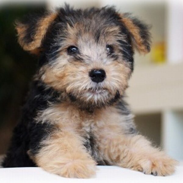 ウェルシュ・テリア犬暮らし