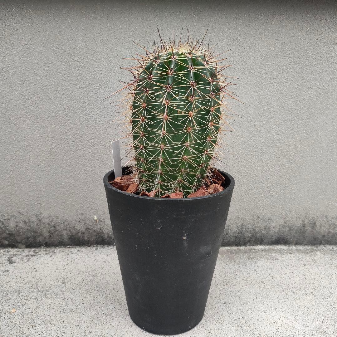 現品 サボテン：カルネギア サボテン 弁慶柱 べんけいちゅう５号 IR