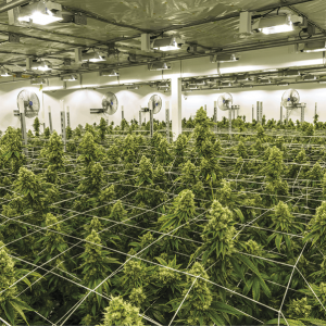 Gorilla4 大麻の種子 - Original Sensible Seeds