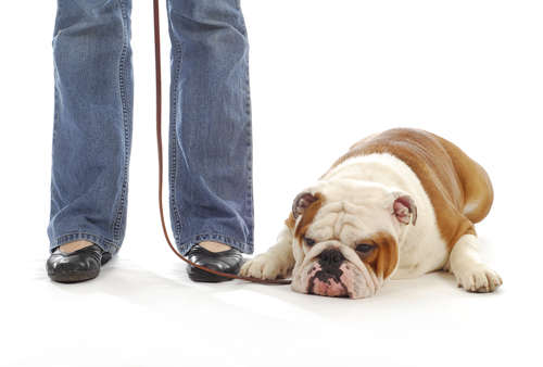 猫が顔をうずめて寝る理由とその科学的・心理的意味を解説