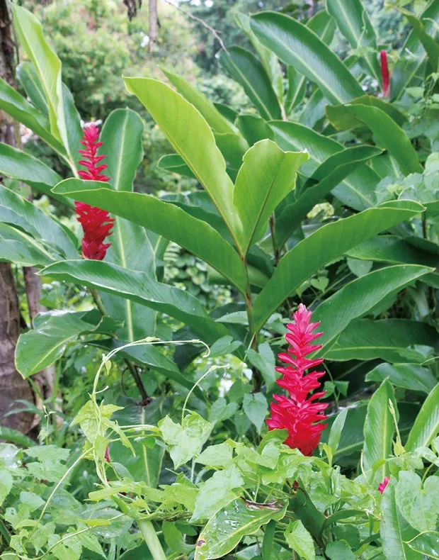 調理器具は石だけ!? 世界一ワイルドなサモアの伝統料理「ウム」を紹介Samoaki Blog