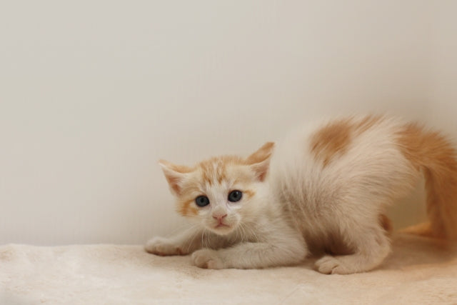 獣医師監修 犬が命令もしていないのに伏せをする意味とは?PECO ペコ