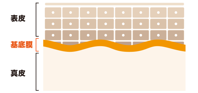 基底膜について