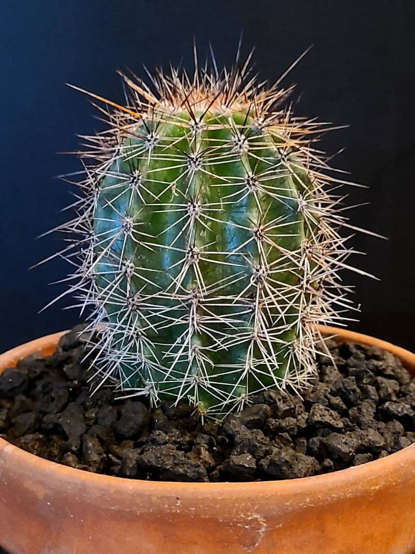 特大強棘大株 弁慶柱 7号 柱サボテン カーネギア ギガンティア 弁慶柱