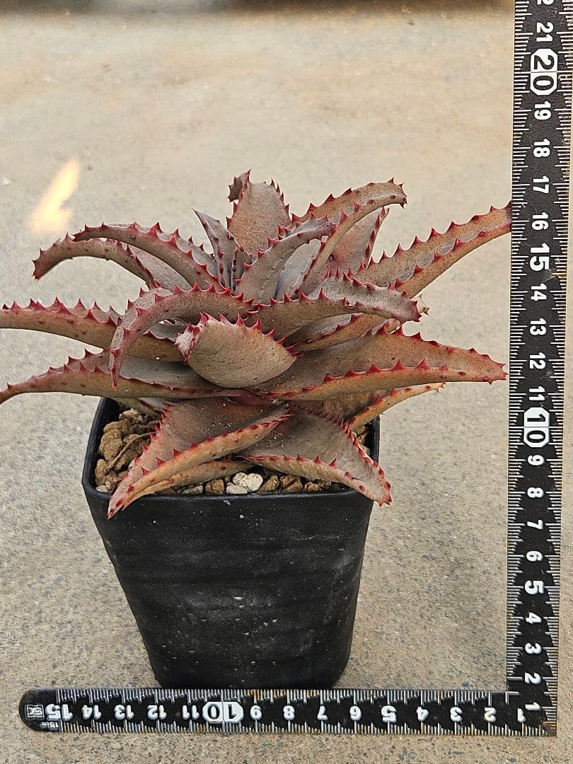 ロウルサンコさん新作オリジナル苗&ラベル付き☆多肉植物エケベリア わかめちゃん - エケベリア・セダムアウトレット 価格 通販