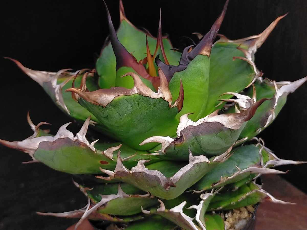 多肉植物園 ロウルサンコ@rourusanco• Instagram photos and videos