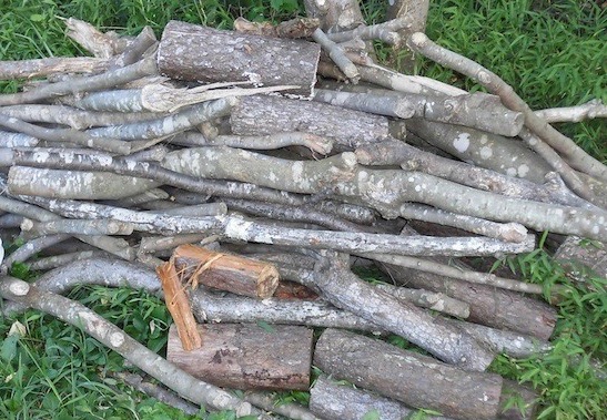 薪拾いはどこでする？違法にならない場所や方法、コツについて「森の中」森を知り、感じるためのメディア齋藤木材工業株式会社