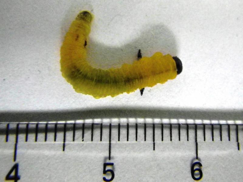 ポチパパ 批判や誹謗中傷からわかるプロ9割偽物・嘘んこ論お得生活情報Wiki夢と金