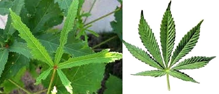 大麻・けしの見分け方