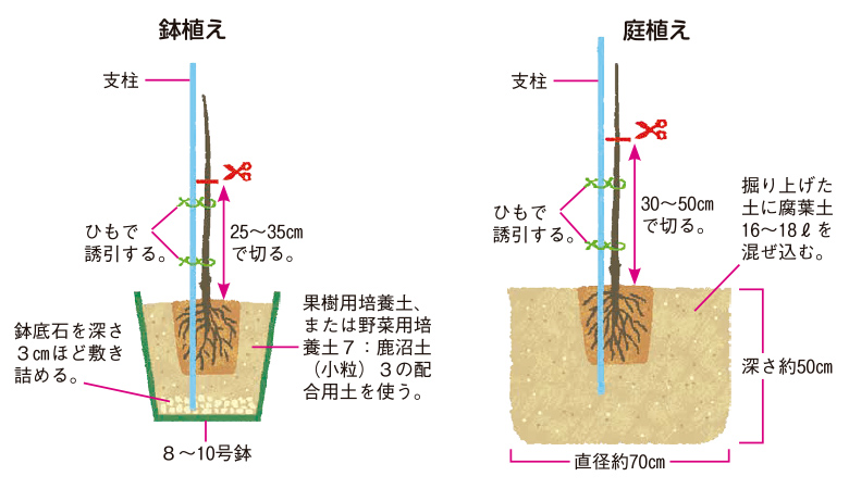 野菜の切り方「細切り」 野菜コラム
