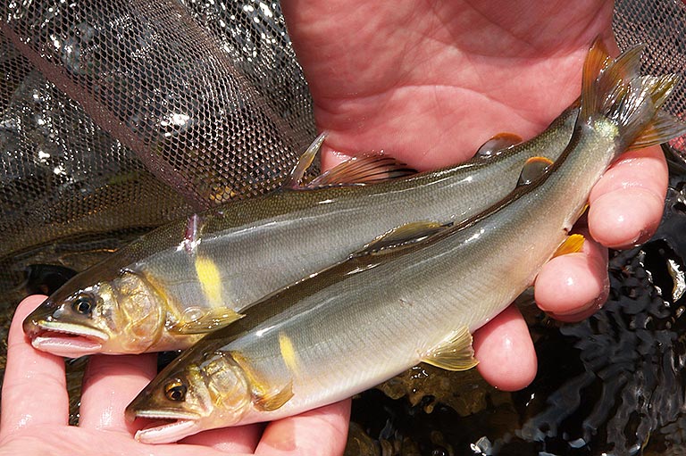 剣岳 チンネ左稜線 3日間IFMGA 国際山岳ガイド連盟社 日本山岳ガイド協会 認定 国際山岳ガイド 長 岡 健 一 「THE NORTHFACE AthleteGOLDWIN INC.