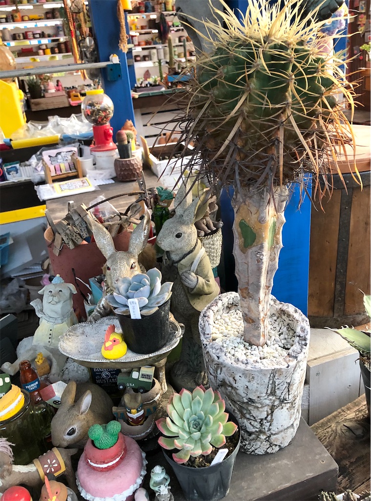 甲部白鯨 キズあり 多肉植物 アガベ 発根済み ロウルサンコ