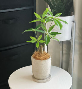 Amazon公式造花ドットコム 銀 酸化チタン 光触媒 消臭 フェイクグリーン 造花 人工 観葉植物「フィカス ウンベラータ 5枝 高さ150cm幅70cm 奥行70cm」スマートポットとヤシの繊維付※鉢は取り外し可 観葉樹 フェイク グリーン インテリア 屋内 リビング