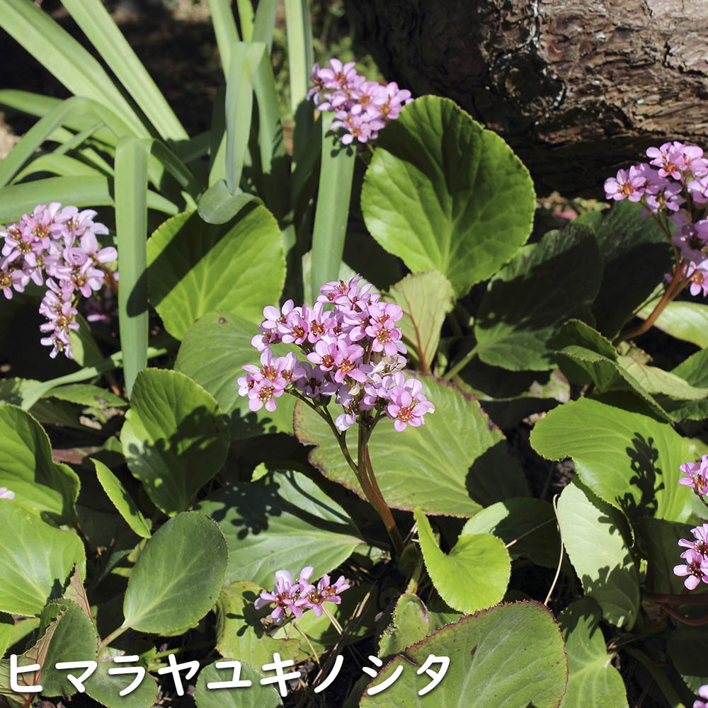 保存版 安い''薪''を手に入れる！一番楽な方法を検討してみた – 焚き火を愛しています