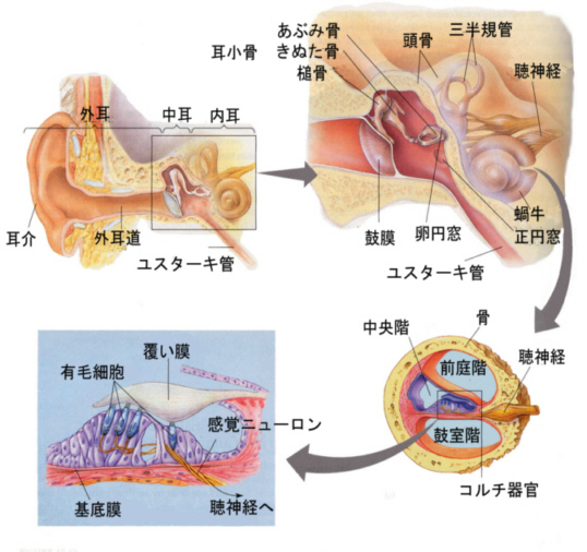 聴覚歪について