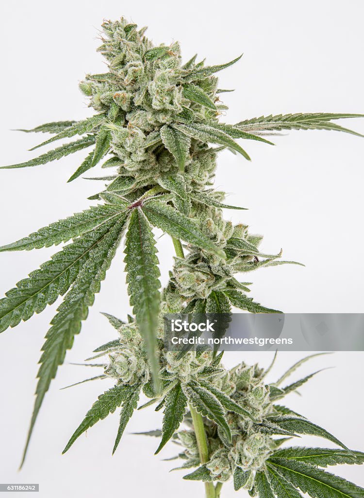 Gorilla Glue4 と Z-topia。緑色のカンナビスと紫色のカンナビスが並んでる。 : r hydro