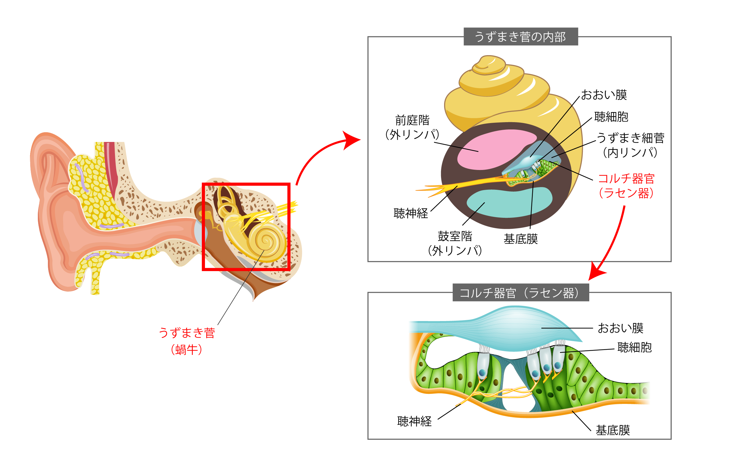 今回はスキンケアや美容医療で今ホットな「基底膜」について説明してみました！ 基底膜って実はさまざまな肌トラブルの原因にもなっているので、しっかりと理解しておくと最先端の情報を手に入れやすくなりますよ！化粧品スキンケア化粧品成分スキンケア成分