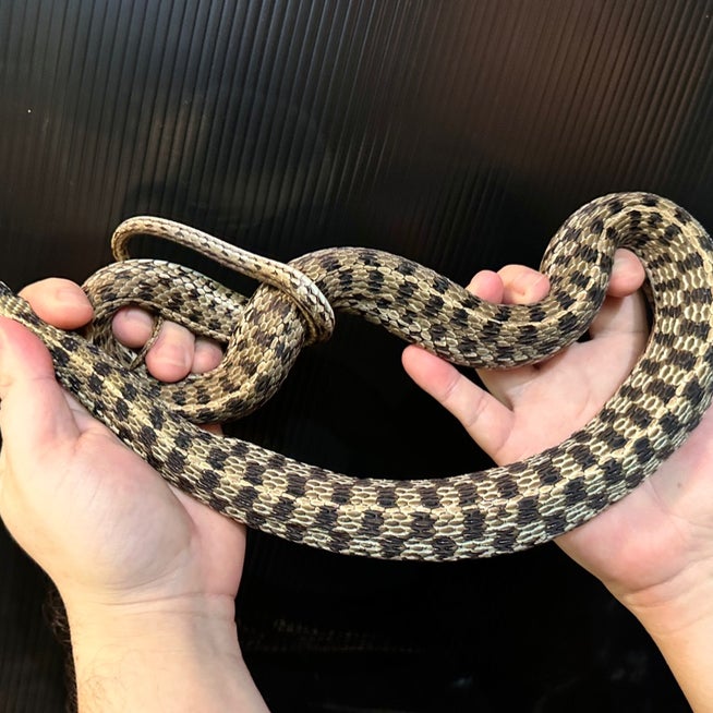 サンフランシスコガータースネークAQUAHYSのブログ