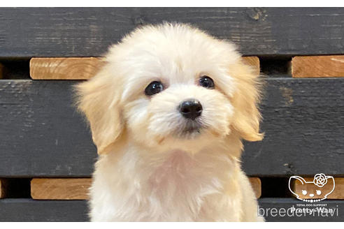 MIX ミニチュアダックス×マルチーズ犬の販売唐津ケンネル犬・猫・小動物いろんなペットに出会えるペットショップ