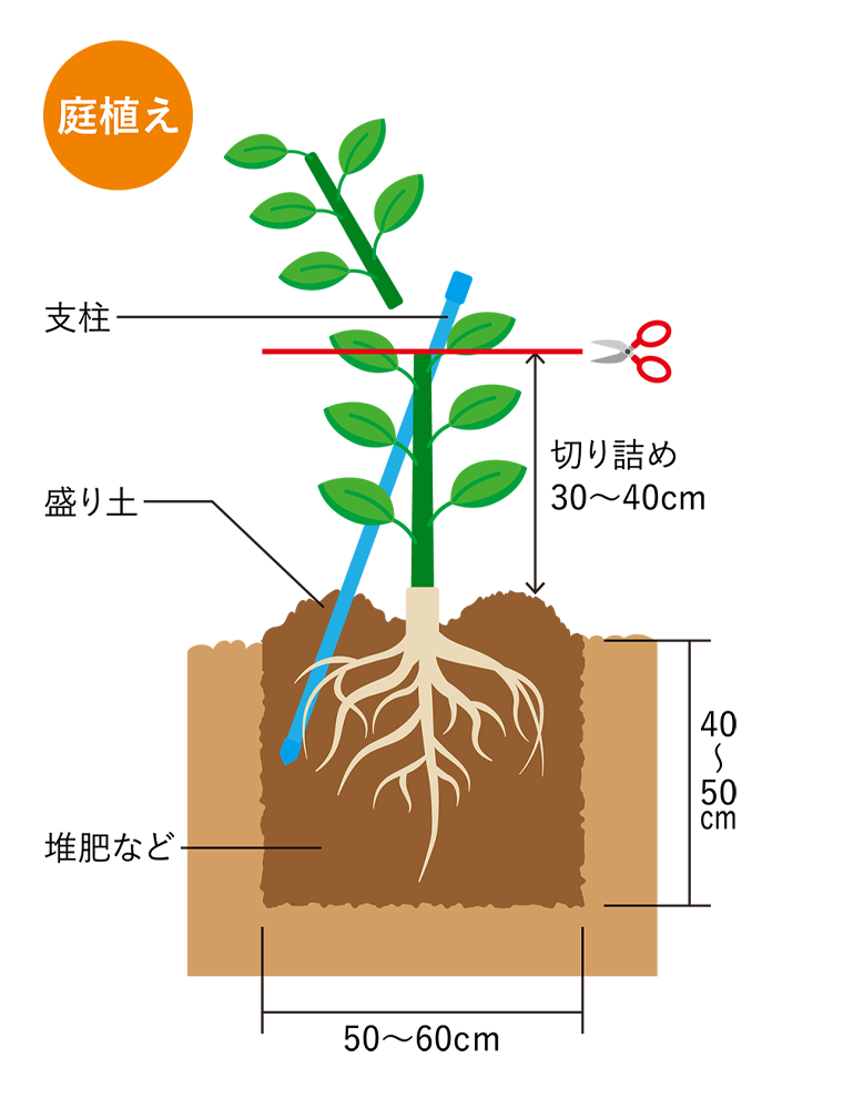 オーチャード オリーブタキイネット通販