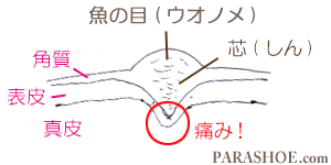 靴用語集 靴用語辞典靴専門通販サイト 靴のパラダイス