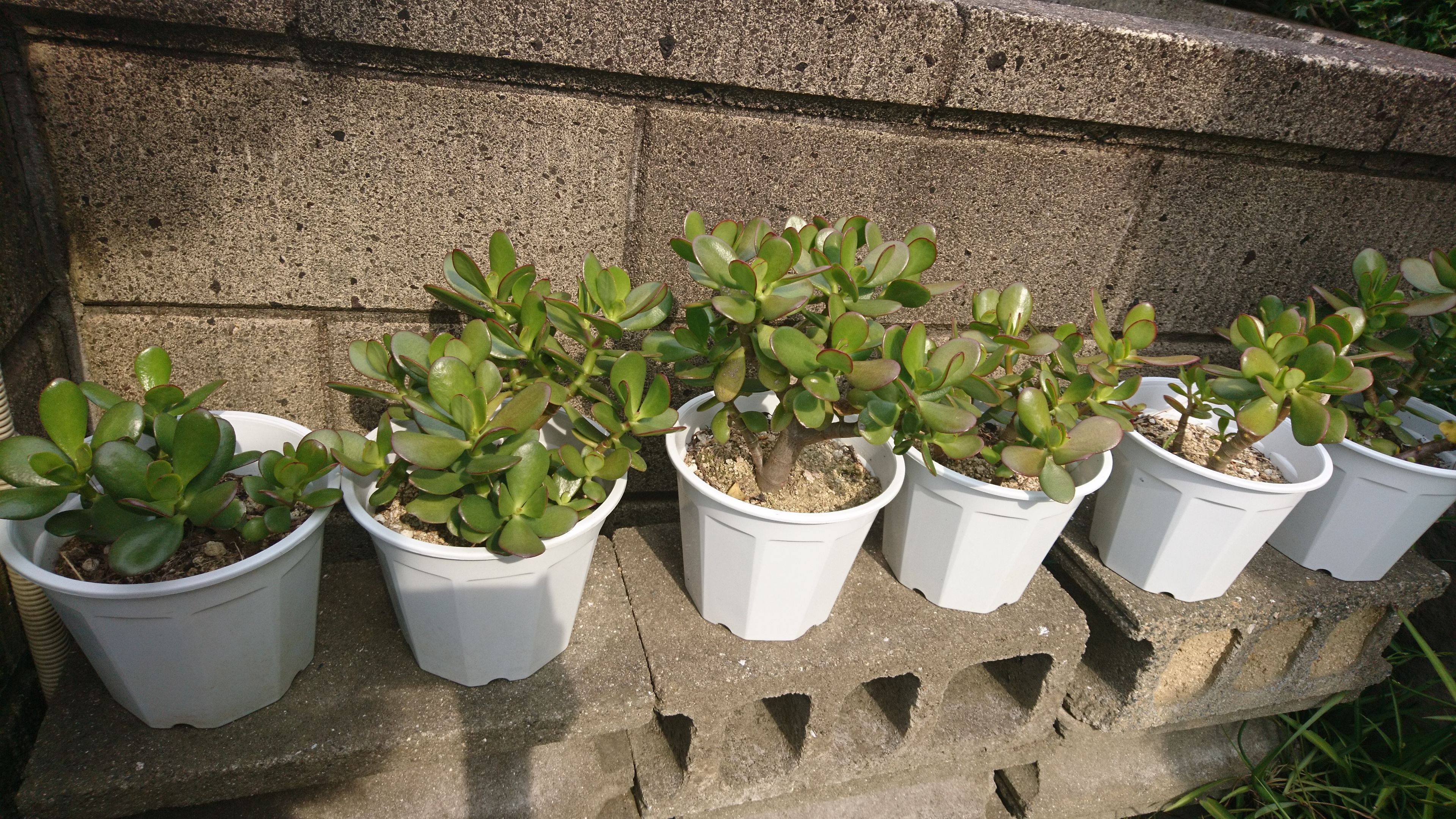 金のなる木 カネノナルキ の育て方・栽培方法LOVEGREEN ラブグリーン