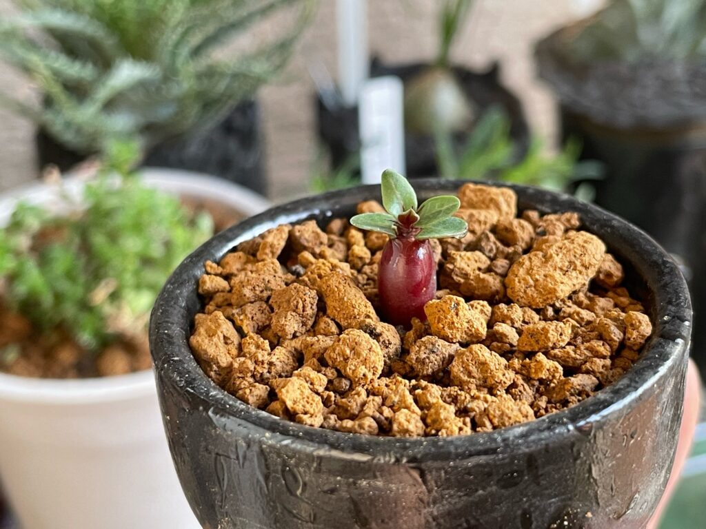 どちらが水もちが良い？ 赤玉土と鹿沼土の保水性対決！ 園芸用土