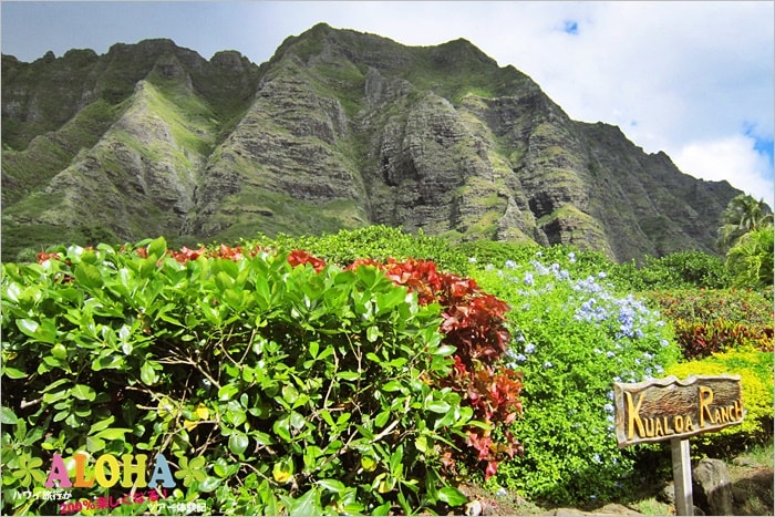 大自然を満喫！クアロアのアクティビティが40%オフアロハストリート-ハワイ