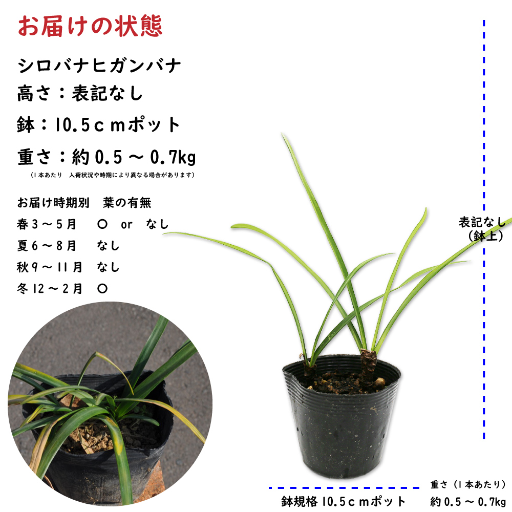 薪の選び方 薪を制する者は、焚き火を制す！厳選 薪 10種類