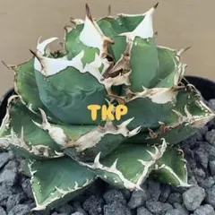 2025年最新 ロウルサンコの人気アイテム - メルカリ