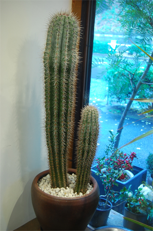 特大！希少！柱サボテン ベンケイチュウ 弁慶柱 70cm超