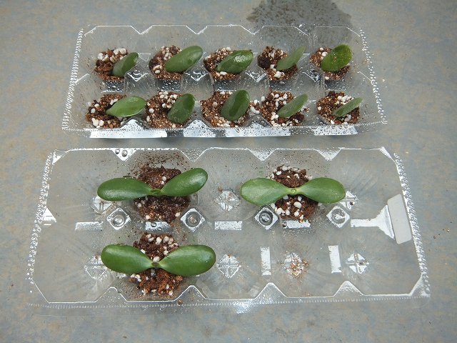 金のなる木 かねのなるき の育て方と増やし方花が咲かない原因を解明！おしえて！田舎センセイ